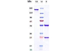 Anti-PRLR / Prolactin Receptor Reference Antibody (rolinsatamab) on SDS-PAGE under reducing (R) condition.
