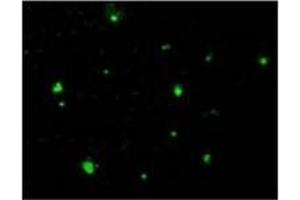 Immunofluorescence staining of HeLa cells using Acinus Antibody  at 10 μg/ml. (ACIN1 Antikörper)