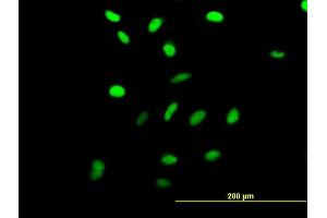 Immunofluorescence of purified MaxPab antibody to RRN3 on HeLa cell. (RRN3 Antikörper  (AA 1-106))