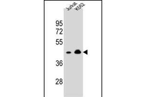 OR10A4 Antibody (C-term) (ABIN654817 and ABIN2844490) western blot analysis in Jurkat,K562 cell line lysates (35 μg/lane). (OR10A4 Antikörper  (C-Term))