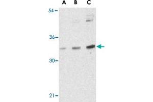 Western blot analysis of BMI1 in K-562 cell lysate with BMI1 polyclonal antibody  at (A) 0. (BMI1 Antikörper  (Internal Region))