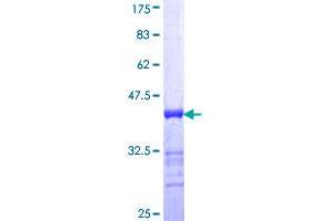 AKAP4 Protein (AA 1-100) (GST tag)