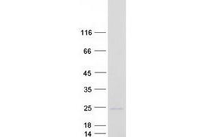 Validation with Western Blot (MANF Protein (Myc-DYKDDDDK Tag))