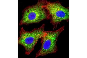 Immunofluorescent analysis of 4 % paraformaldehyde-fixed, 0. (AKR7L Antikörper  (AA 32-64))