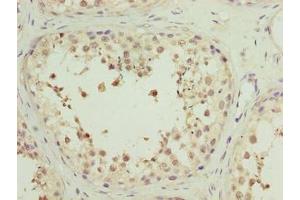 Immunohistochemistry of paraffin-embedded human testis tissue using ABIN7142385 at dilution of 1:100 (MRPL27 Antikörper  (AA 1-148))