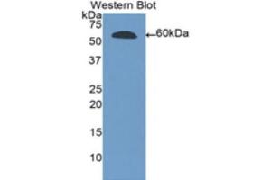 Western Blotting (WB) image for anti-Ribonuclease T2 (RNASET2) (AA 25-256) antibody (ABIN3209300) (RNASET2 Antikörper  (AA 25-256))