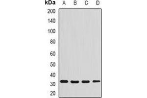 Western blot analysis of Syntenin expression in SW480 (A), THP1 (B), Raji (C), mouse liver (D) whole cell lysates. (SDCBP Antikörper)