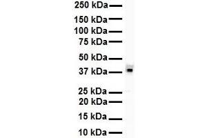 Western Blotting (WB) image for anti-Heterogeneous Nuclear Ribonucleoprotein A3 (HNRNPA3) (N-Term) antibody (ABIN2776678)