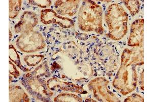 Immunohistochemistry of paraffin-embedded human kidney tissue using ABIN7149126 at dilution of 1:100 (UBXN11 Antikörper  (AA 38-146))