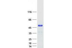 Western Blotting (WB) image for Tumor Suppressing Subtransferable Candidate 4 (TSSC4) protein (Myc-DYKDDDDK Tag) (ABIN2734459)