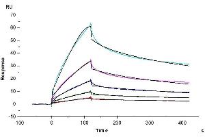 Surface Plasmon Resonance (SPR) image for LI Cadherin (AA 1-795) protein (His tag) (ABIN7274303)