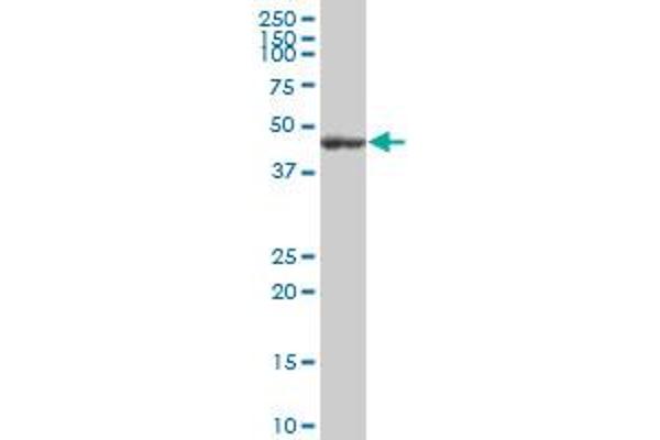 Flotillin 2 Antikörper  (AA 1-379)