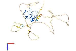 ZFP36L1 Protein (AA 1-338) (His tag)
