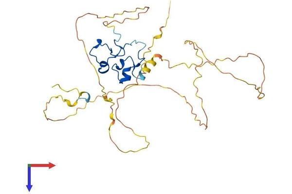 ZFP36L1 Protein (AA 1-338) (His tag)
