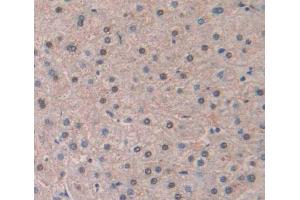 Used in DAB staining on fromalin fixed paraffin- embedded Kidney tissue (LIG1 Antikörper  (AA 484-663))