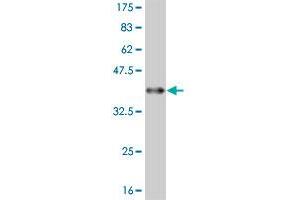 Western Blot detection against Immunogen (36. (FADS3 Antikörper  (AA 16-113))