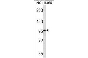 Western blot analysis in NCI-H460 cell line lysates (35ug/lane). (MMRN2 Antikörper  (C-Term))