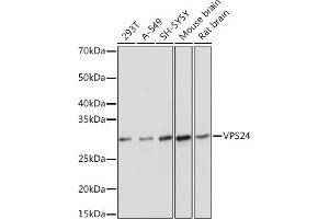 Western blot analysis of extracts of various cell lines, using VPS24 Rabbit mAb (ABIN7266291) at 1:1000 dilution. (CHMP3 Antikörper)