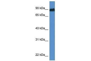 Western Blot showing Sik1 antibody used at a concentration of 1. (SIK1 Antikörper  (Middle Region))