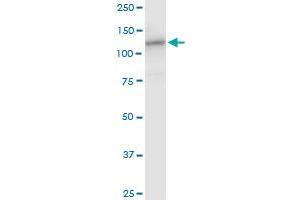 HIP1R MaxPab polyclonal antibody. (HIP1R Antikörper  (AA 1-1068))