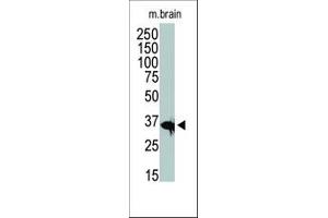 Image no. 1 for anti-Histone Deacetylase 11 (HDAC11) (C-Term) antibody (ABIN356660) (HDAC11 Antikörper  (C-Term))