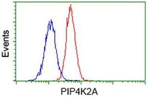 Image no. 5 for anti-Phosphatidylinositol-5-Phosphate 4-Kinase, Type II, alpha (PIP4K2A) antibody (ABIN1500226) (PIP4K2A Antikörper)