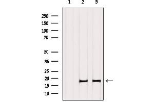 Western blot analysis of extracts from various samples, using Histone H3. (Histone H3.1 Antikörper)