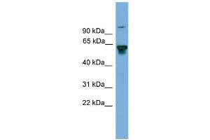WB Suggested Anti-BIN2 Antibody Titration: 0. (BIN2 Antikörper  (Middle Region))