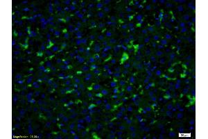 Formalin-fixed and paraffin embedded rat liver labeled with Anti- PGT Polyclonal Antibody, Unconjugated (ABIN1386754) at 1:200 followed by conjugation to the secondary antibody Goat Anti-Rabbit IgG, FITC conjugated used at 1:200 dilution for 40 minutes at 37°C and DAPI staining (SLCO2A1 Antikörper  (AA 611-643))