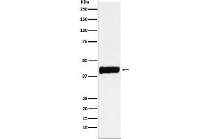 Western blot analysis of Creatine kinase B type expression in SHSY5Y cell lysate.