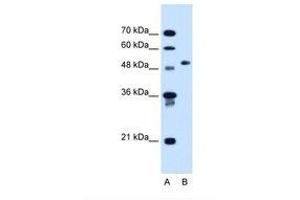Image no. 1 for anti-Collagen, Type VI, alpha 2 (COL6A2) (AA 852-901) antibody (ABIN320992)