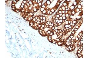 Formalin-fixed, paraffin-embedded feline (cat) small intestine stained with Ep-CAM Mouse Monoclonal Antibody (EGP40/1373). (EpCAM Antikörper  (Extracellular Domain))