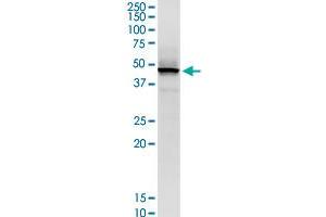 STRADB monoclonal antibody (M02), clone 3E11. (STRADB Antikörper  (AA 319-418))