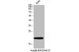 Western Blot analysis of K562 insulin 0. (COX4I2 Antikörper  (Internal Region))