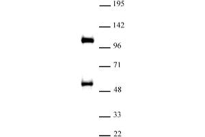 TAZ / WWTR1 antibody (pAb) tested by Western blot Nuclear extract of A-431 cells (30 µg) probed with TAZ / WWTR1 antibody (1:500). (WWTR1 Antikörper  (C-Term))