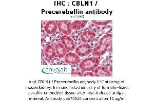 Image no. 3 for anti-Cerebellin 1 Precursor (CBLN1) antibody (ABIN1732717) (CBLN1 Antikörper)