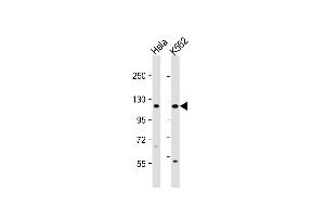 All lanes : Anti-DDX11 Antibody (C-term) at 1:1000 dilution Lane 1: Hela whole cell lysate Lane 2: K562 whole cell lysate Lysates/proteins at 20 μg per lane. (DDX11 Antikörper  (C-Term))