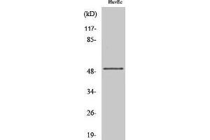 Western Blotting (WB) image for anti-Inositol-Trisphosphate 3-Kinase A (ITPKA) (C-Term) antibody (ABIN3185213) (ITPKA Antikörper  (C-Term))