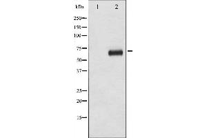 Western blot analysis of p70 S6 Kinase phosphorylation expression in EGF treated NIH-3T3 whole cell lysates,The lane on the left is treated with the antigen-specific peptide. (RPS6KB1 Antikörper  (pThr421))