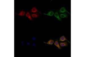 ABIN6259135 and ABIN6275366 staining Hela cells by IF/ICC. (nectin-3 Antikörper  (Internal Region))