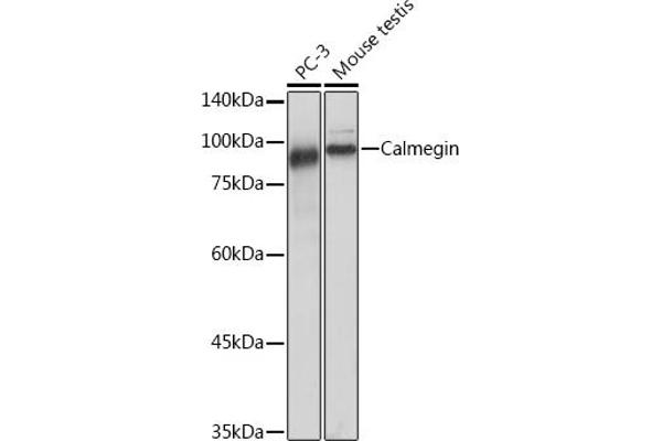 Calmegin Antikörper
