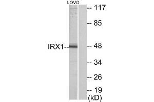 Western Blotting (WB) image for anti-Iroquois Homeobox Protein 1 (IRX1) (Internal Region) antibody (ABIN1849496) (IRX1 Antikörper  (Internal Region))
