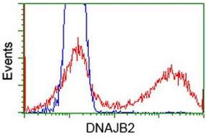 Image no. 2 for anti-DnaJ (Hsp40) Homolog, Subfamily B, Member 2 (DNAJB2) antibody (ABIN1497869) (DNAJB2 Antikörper)