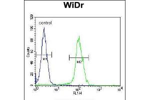 Flow cytometric analysis of WiDr cells (right histogram) compared to a negative control cell (left histogram). (BEX1 Antikörper  (AA 63-90))