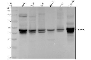 Western blot analysis of PAI-1/SERPINE1 using anti-PAI-1/SERPINE1 antibody (ABIN7605843).