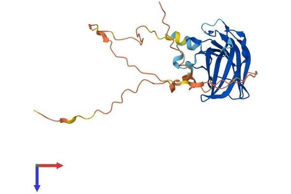 RIMS4 Protein (AA 1-269) (His tag)