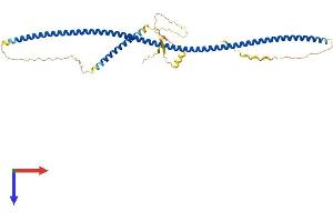 TUFT1 Protein (AA 1-390) (His tag)