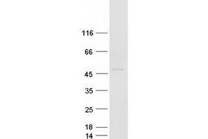 Validation with Western Blot (ACP6 Protein (Myc-DYKDDDDK Tag))