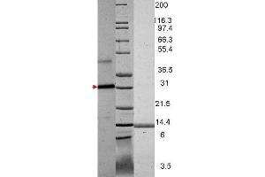 VEGF Human Recombinant Protein - SDS-PAGE. (VEGF121 Protein)