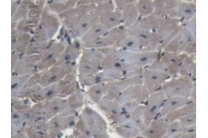 IHC-P analysis of Pig Heart Tissue, with DAB staining. (Lactate Dehydrogenase A Antikörper  (AA 1-332))